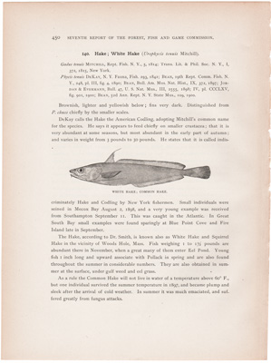 WHITE HAKE, COMMON HAKE